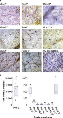 The grape powdery mildew resistance loci Ren2, Ren3, Ren4D, Ren4U, Run1, Run1.2b, Run2.1, and Run2.2 activate different transcriptional responses to Erysiphe necator